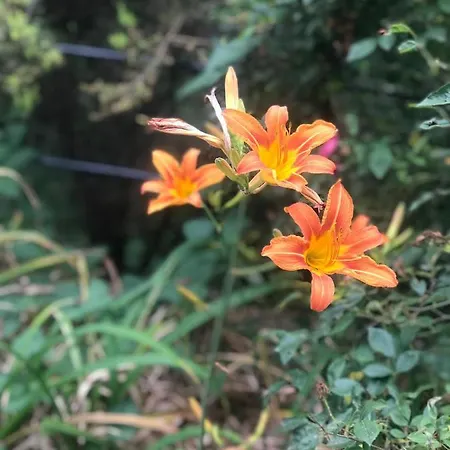 Oda ve Kahvaltı La Riviera Bed & Breakfast 3*