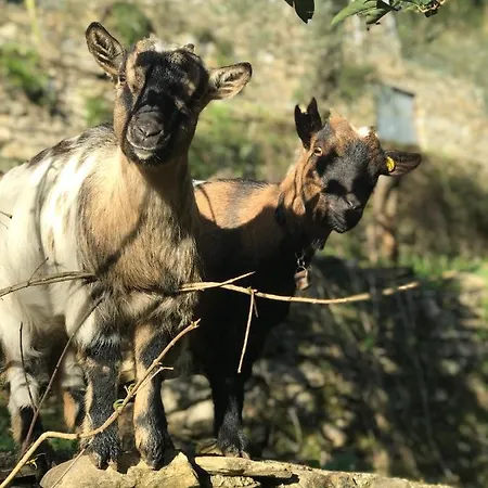 La Riviera Bed & Breakfast Oda ve Kahvaltı Rapallo