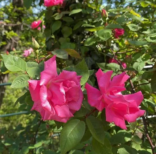 La Riviera Bed & Breakfast 3*